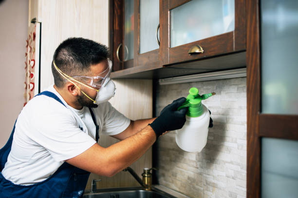 Best Flea Control Services  in Beaver Falls, PA