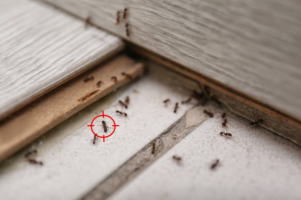 Spider Control Near Me in Beaver Falls, PA