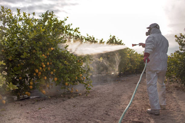 Best Affordable Pest Control Services  in Beaver Falls, PA