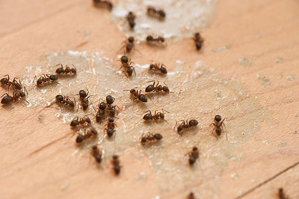 Best Pest Control for Businesses  in Beaver Falls, PA