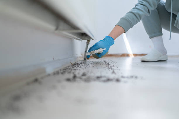 Best Local Pest Control Services  in Beaver Falls, PA